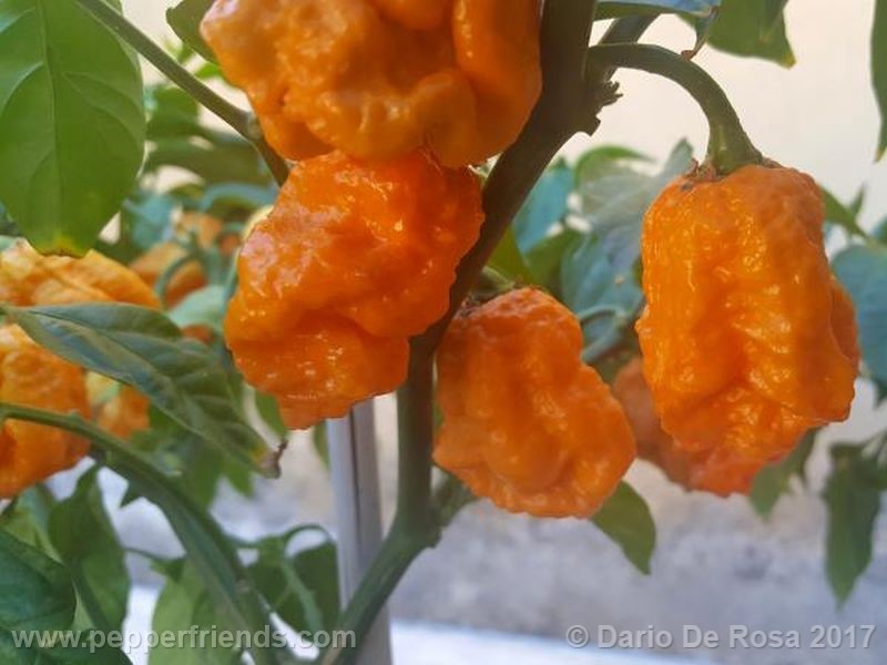 Bhut Orange Copenaghen