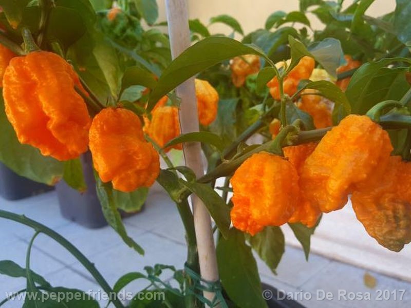 bhut-orange-copenaghen_001_frutto_07.jpg