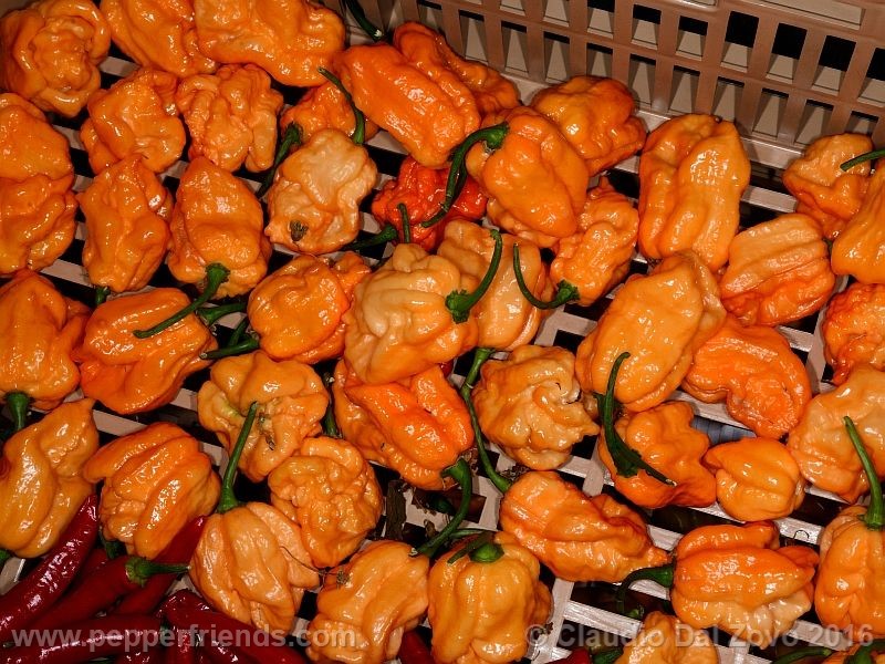 bhut-orange-copenaghen_001_frutto_10.jpg