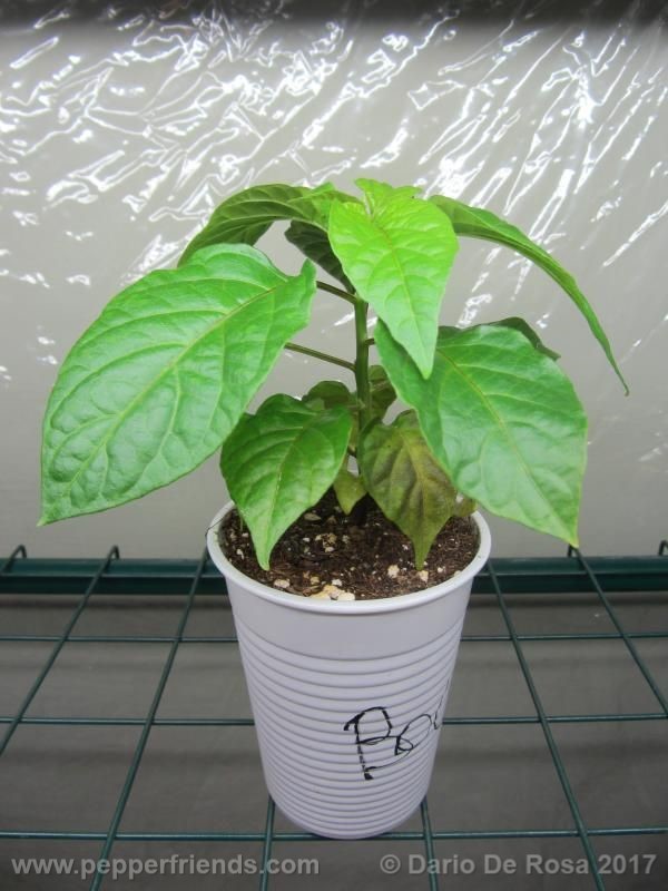 bhut-orange-copenaghen_001_pianta_02.jpg