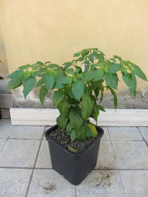 bhut-orange-copenaghen_001_pianta_05.jpg