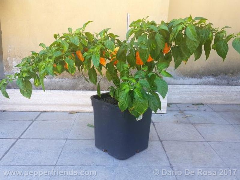 bhut-orange-copenaghen_001_pianta_06.jpg