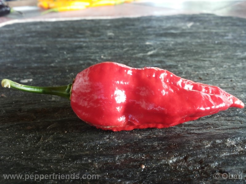 bhutjolokia-strain2_003_frutto_33.jpg