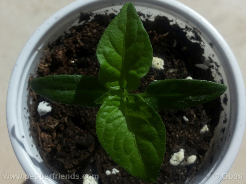 bhutjolokia-strain2_003_pianta_02.jpg