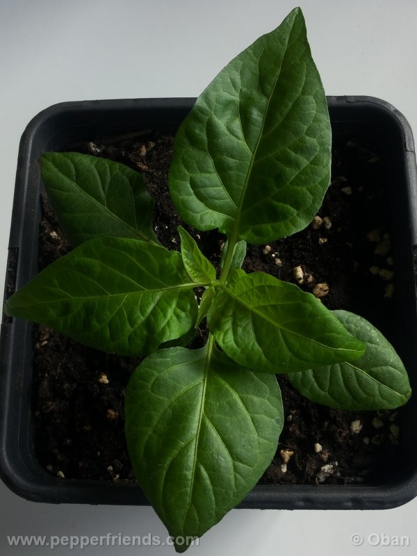 bhutjolokia-strain2_003_pianta_03.jpg