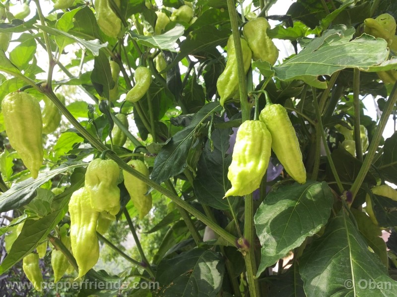 bhutjolokia-strain2_003_pianta_12.jpg