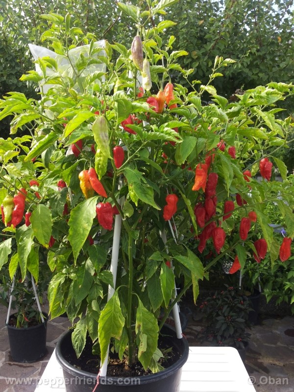 bhutjolokia-strain2_003_pianta_14.jpg