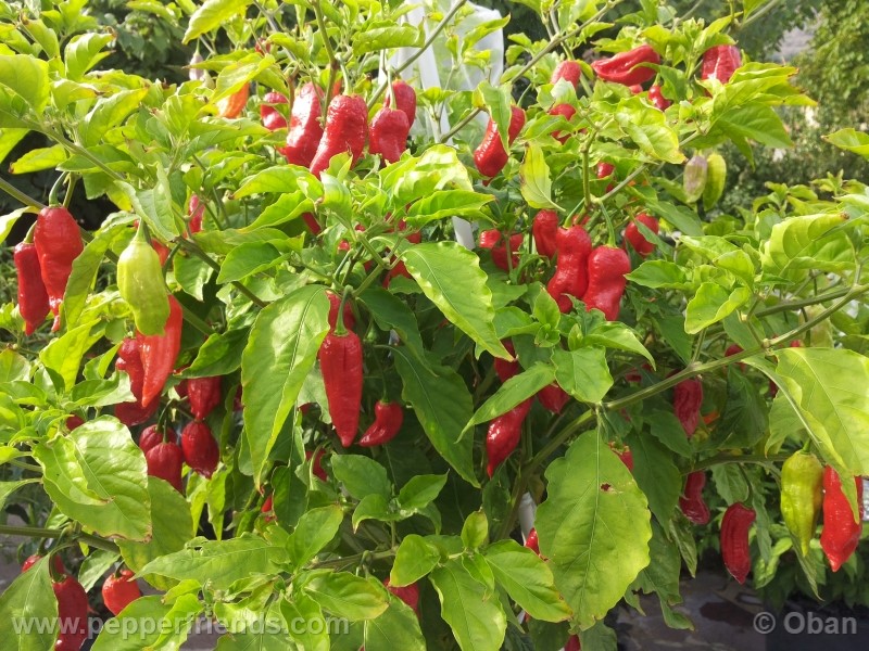 bhutjolokia-strain2_003_pianta_15.jpg