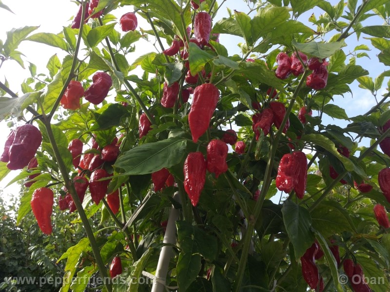 bhutjolokia-strain2_003_pianta_16.jpg