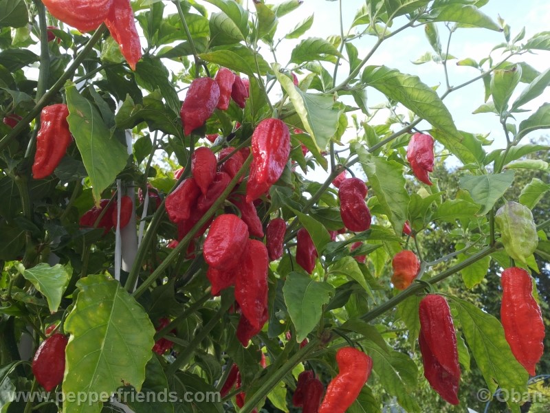 bhutjolokia-strain2_003_pianta_17.jpg