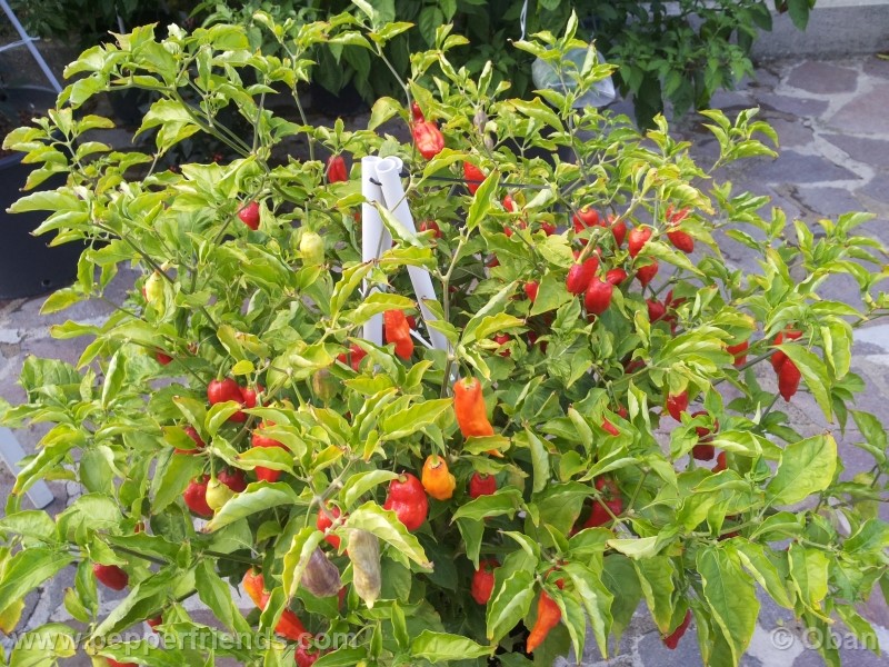 bhutjolokia-strain2_003_pianta_18.jpg