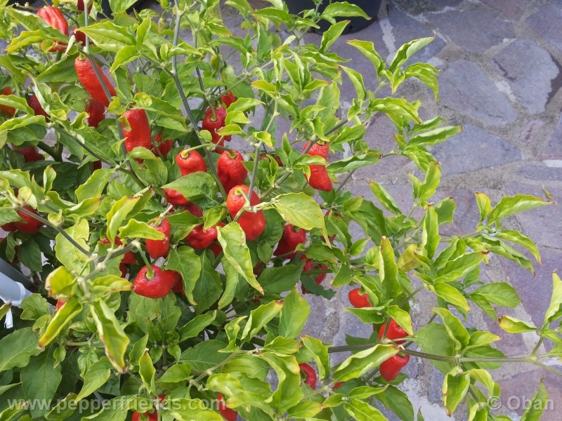 bhutjolokia-strain2_003_pianta_19.jpg