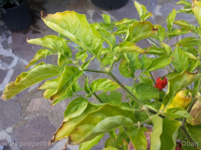 bhutjolokia-strain2_003_pianta_20.jpg