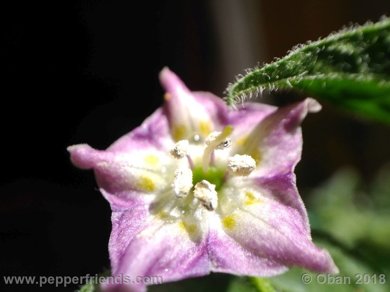 cap1478_001_fiore_08.jpg