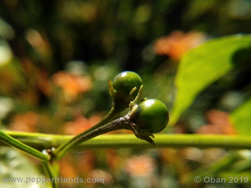 1031020599_Capsicum_eximium_CAP1491_002_frutto_04.jpg