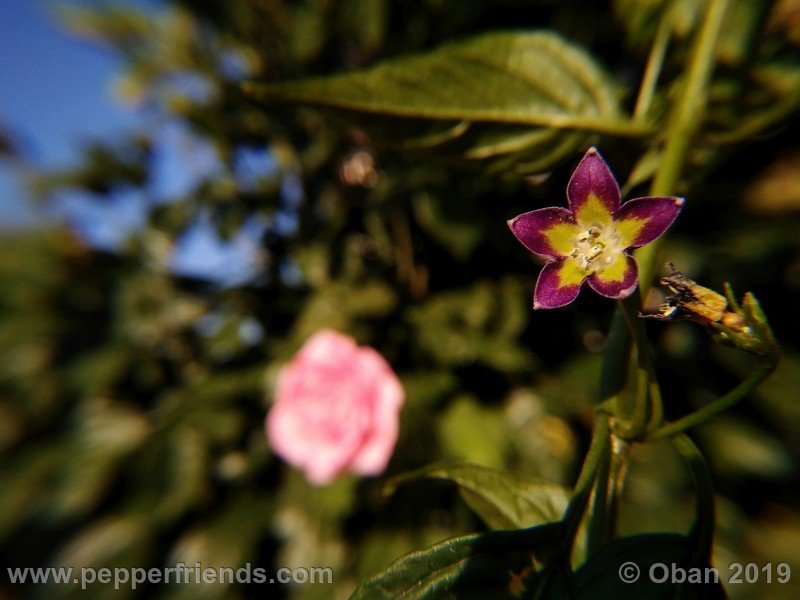 1086769817_Capsicum_eximium_CAP1491_002_fiore_15.jpg