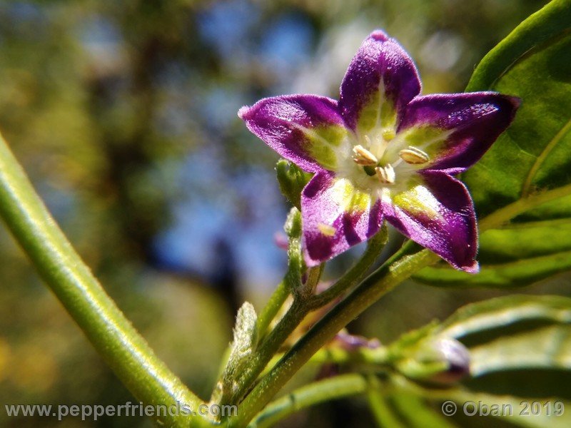 1100738385_Capsicum_eximium_CAP1491_002_fiore_13.jpg