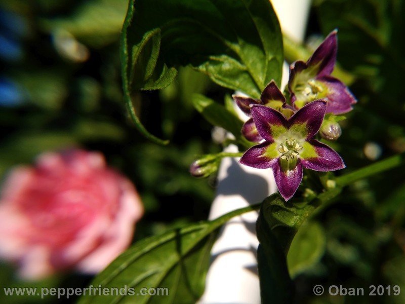 1111257182_Capsicum_eximium_CAP1491_002_fiore_18.jpg