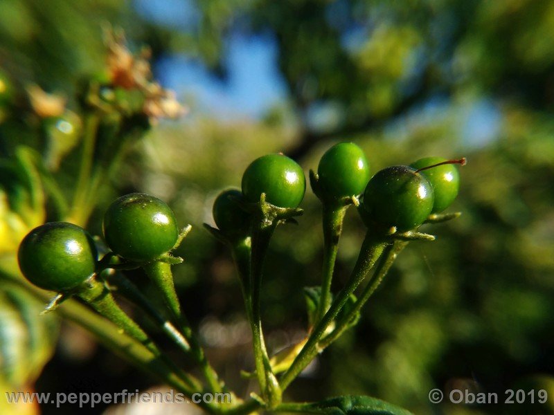 1135368343_Capsicum_eximium_CAP1491_002_frutto_12.jpg