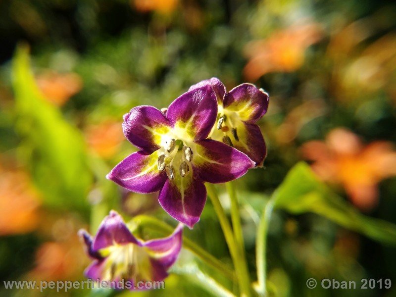 1155137090_Capsicum_eximium_CAP1491_002_fiore_22.jpg