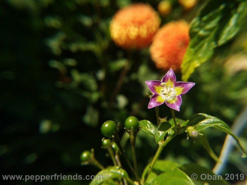 1168693143_Capsicum_eximium_CAP1491_002_fiore_30.jpg