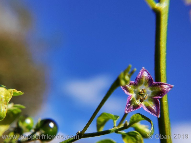 1198672321_Capsicum_eximium_CAP1491_002_fiore_57.jpg