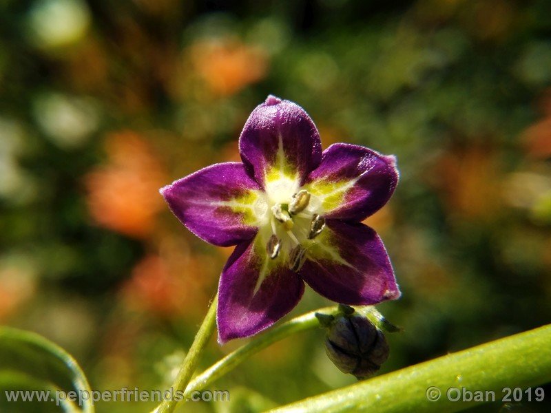 1237637522_Capsicum_eximium_CAP1491_002_fiore_24.jpg