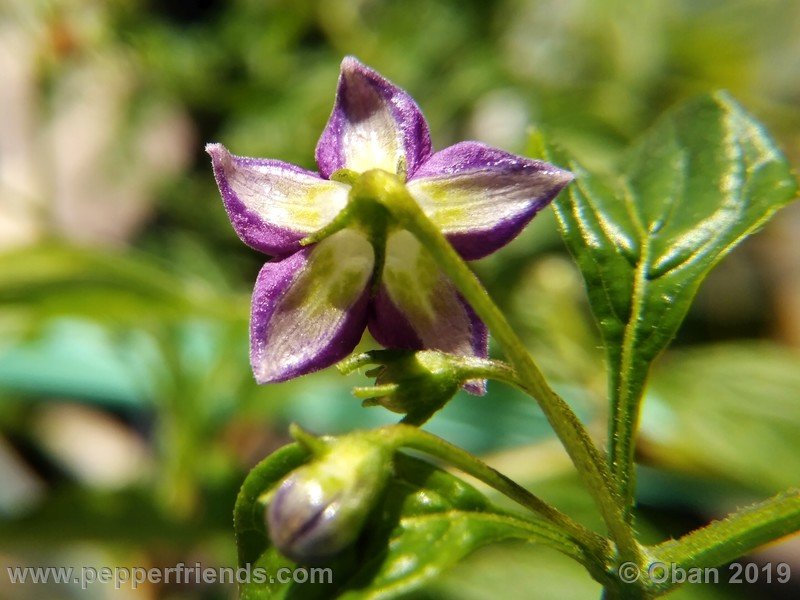 1252570348_Capsicum_eximium_CAP1491_002_fiore_25.jpg