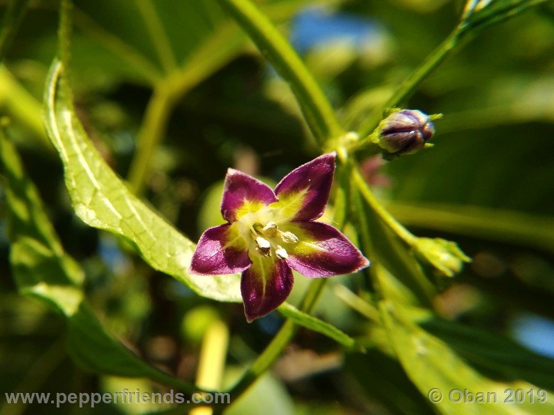 1263541061_Capsicum_eximium_CAP1491_002_fiore_19.jpg