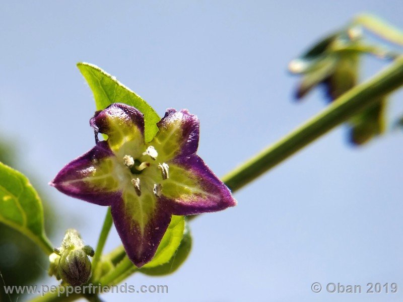 1330442452_Capsicum_eximium_CAP1491_002_fiore_07.jpg