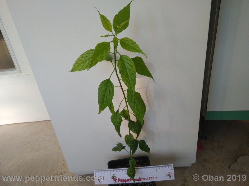 1432822112_Capsicum_eximium_CAP1491_002_pianta_07.jpg