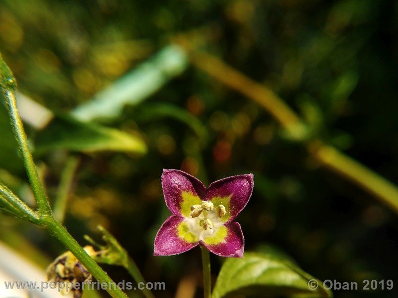 1436165453_Capsicum_eximium_CAP1491_002_fiore_47.jpg