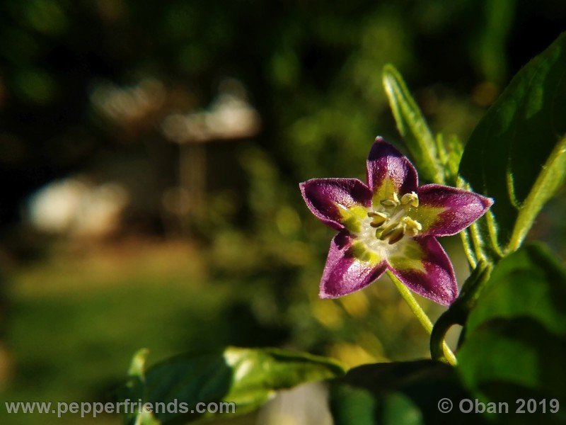 1449049428_Capsicum_eximium_CAP1491_002_fiore_39.jpg