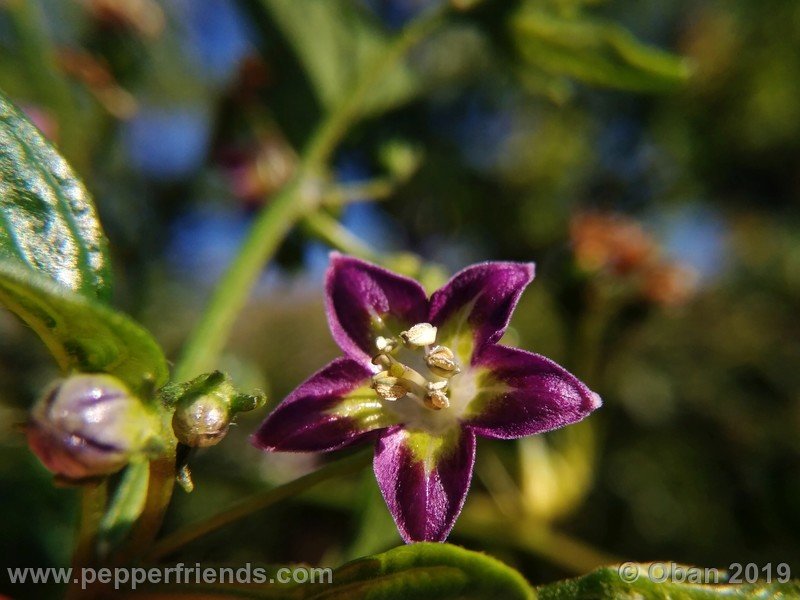 1470633380_Capsicum_eximium_CAP1491_002_fiore_40.jpg