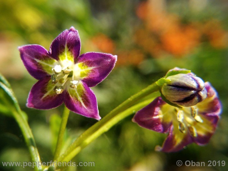 1499181782_Capsicum_eximium_CAP1491_002_fiore_20.jpg