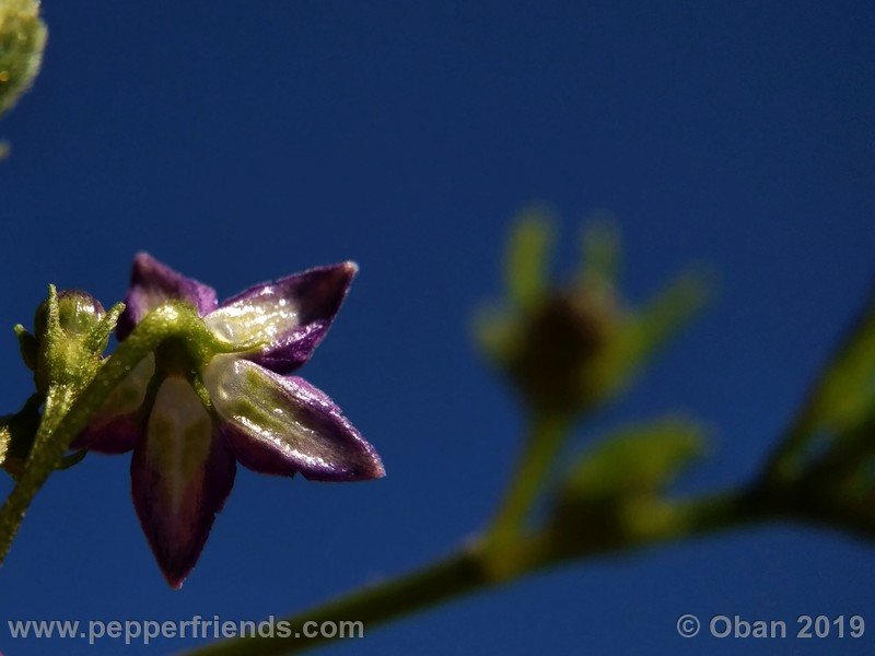 15214720_Capsicum_eximium_CAP1491_002_fiore_54.jpg