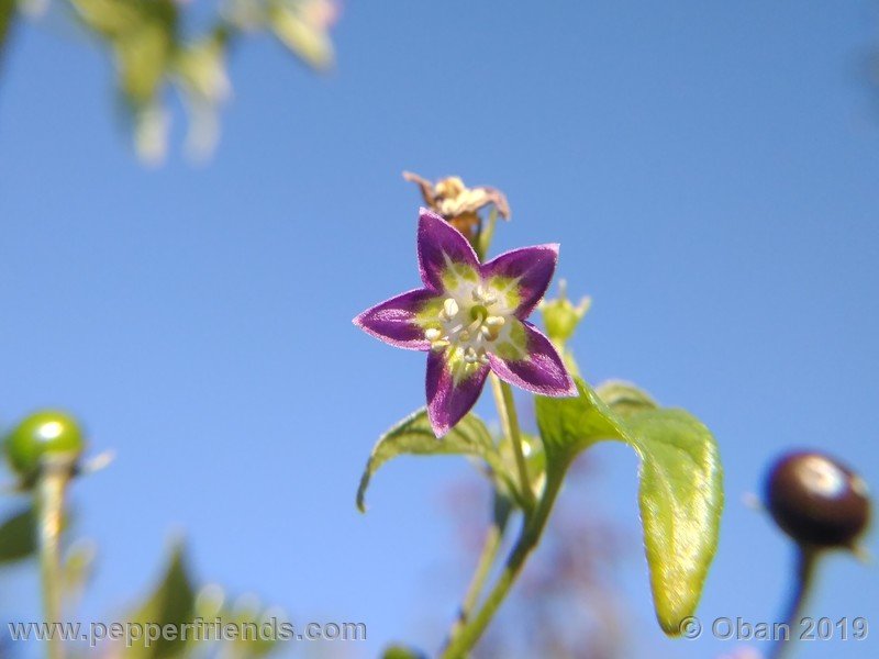 157342657_Capsicum_eximium_CAP1491_002_fiore_32.jpg