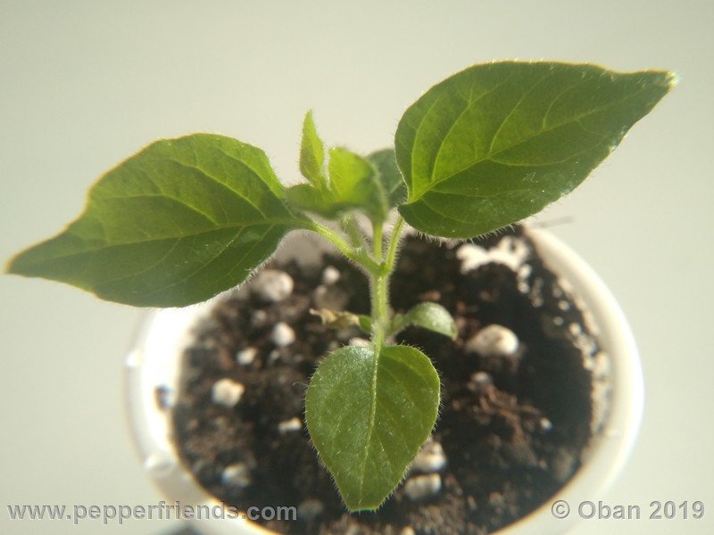 1580043087_Capsicum_eximium_CAP1491_002_pianta_01.jpg