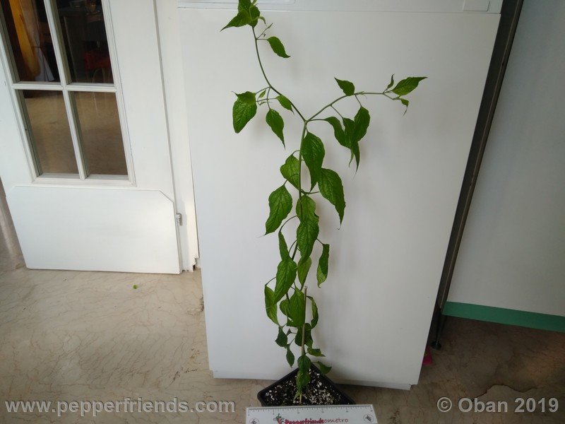 1583260373_Capsicum_eximium_CAP1491_002_pianta_08.jpg