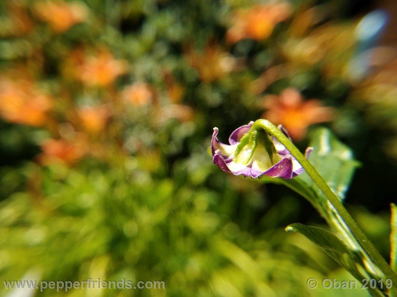 1595490477_Capsicum_eximium_CAP1491_002_fiore_21.jpg