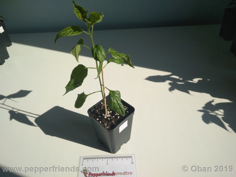 1628582354_Capsicum_eximium_CAP1491_002_pianta_04.jpg