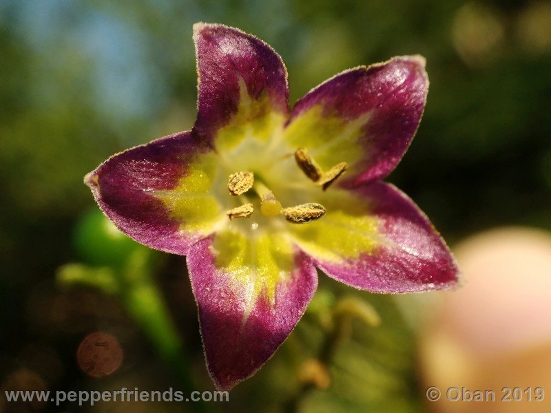 1650155505_Capsicum_eximium_CAP1491_002_fiore_44.jpg