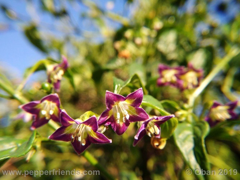 1656480220_Capsicum_eximium_CAP1491_002_fiore_42.jpg