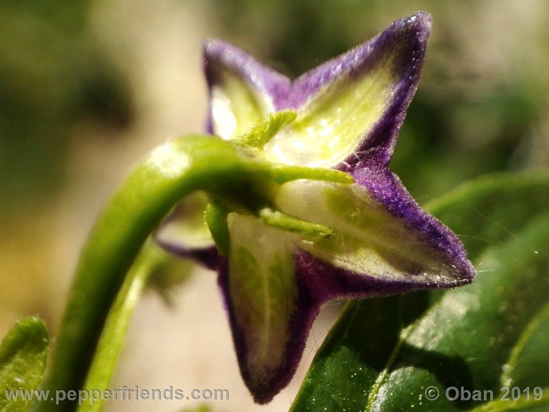 1659685084_Capsicum_eximium_CAP1491_002_fiore_03.jpg