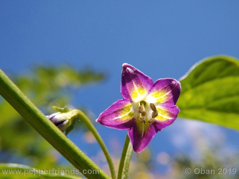 1675590527_Capsicum_eximium_CAP1491_002_fiore_10.jpg