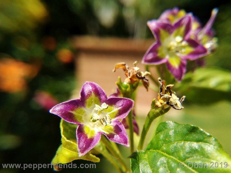 16920113_Capsicum_eximium_CAP1491_002_fiore_36.jpg