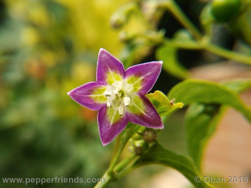 1698964809_Capsicum_eximium_CAP1491_002_fiore_34.jpg