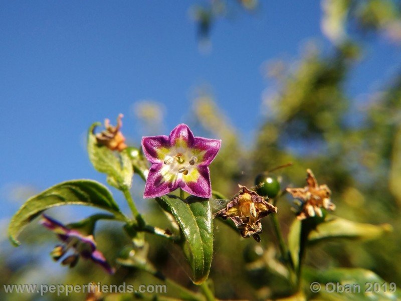 1727517665_Capsicum_eximium_CAP1491_002_fiore_41.jpg