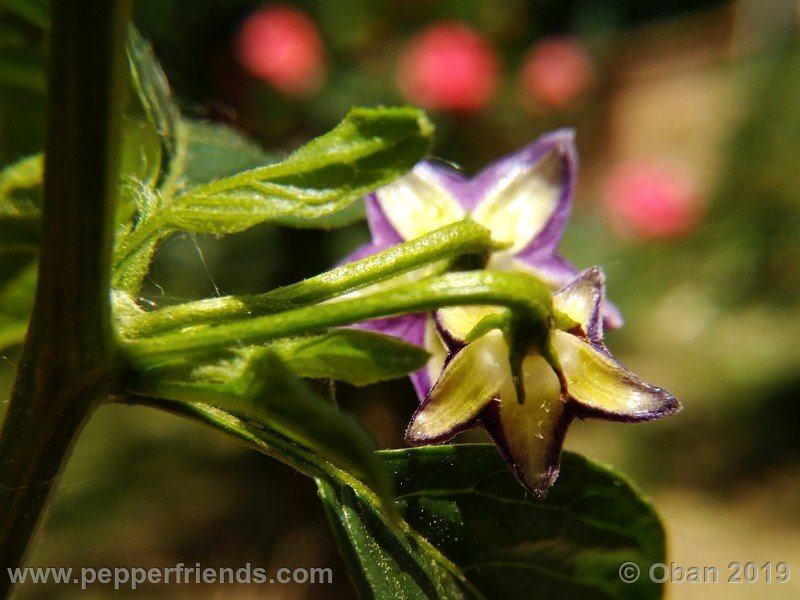 1883190768_Capsicum_eximium_CAP1491_002_fiore_05.jpg