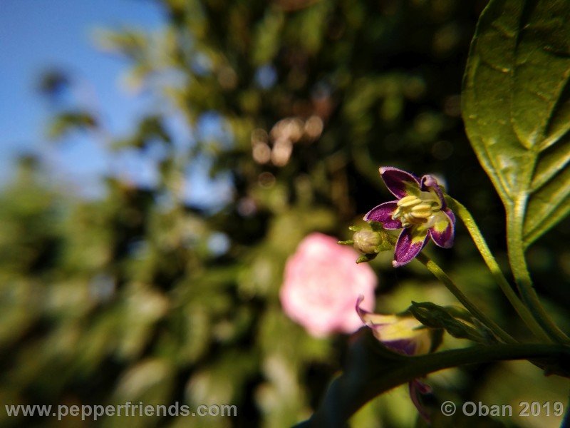 1903403626_Capsicum_eximium_CAP1491_002_fiore_16.jpg